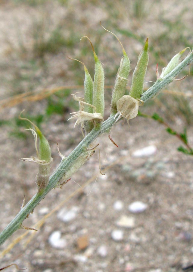 Изображение особи Astragalus varius ssp. eupatoricus.