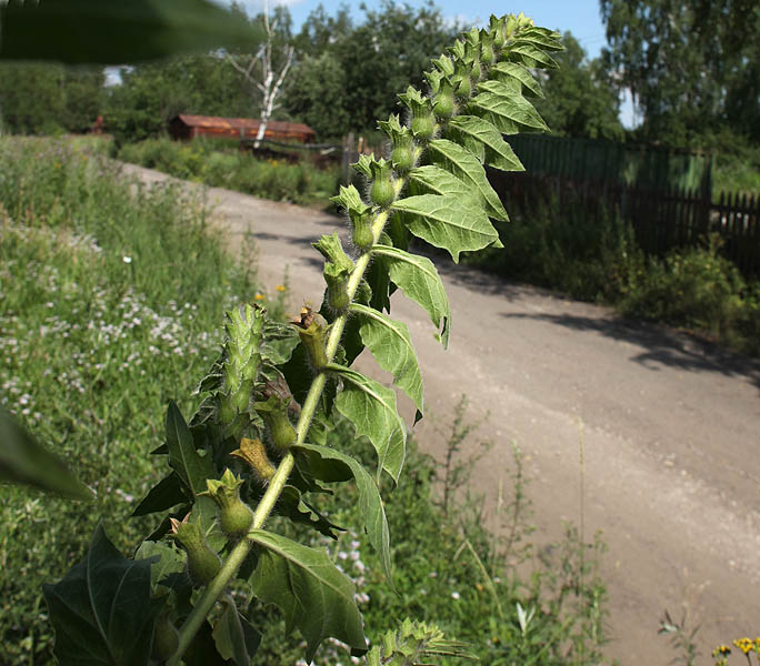 Изображение особи Hyoscyamus niger.