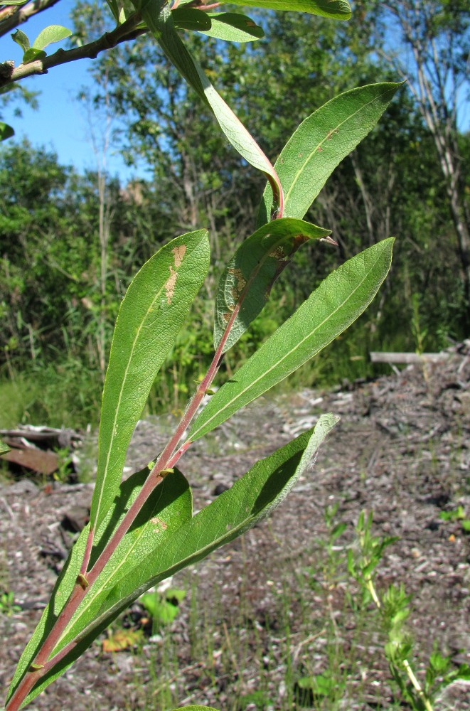 Image of Salix cinerea specimen.