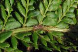 Polystichum aculeatum