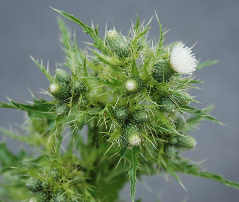 Image of Cirsium candelabrum specimen.