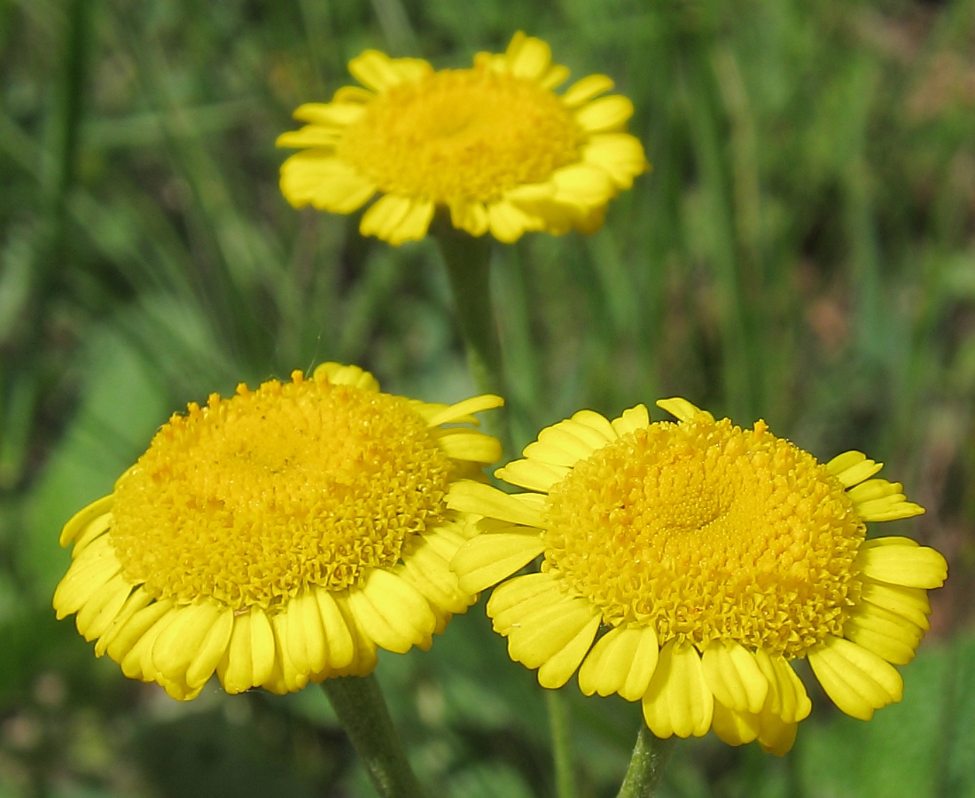 Image of Tanacetum millefolium specimen.