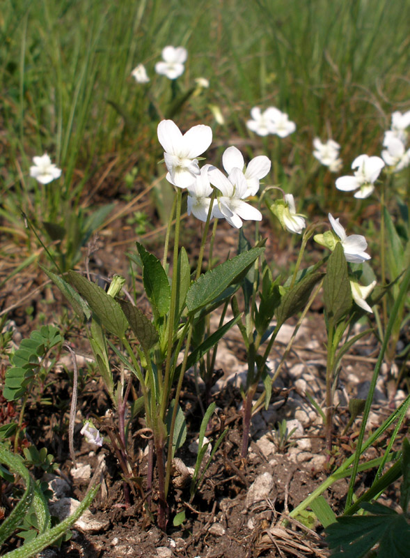 Image of Viola accrescens specimen.