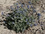 Nepeta pamirensis. Цветущее растение. Таджикистан, Памир, восточнее перевала Кой-Тезек, 4200 м н.у.м. 02.08.2011.