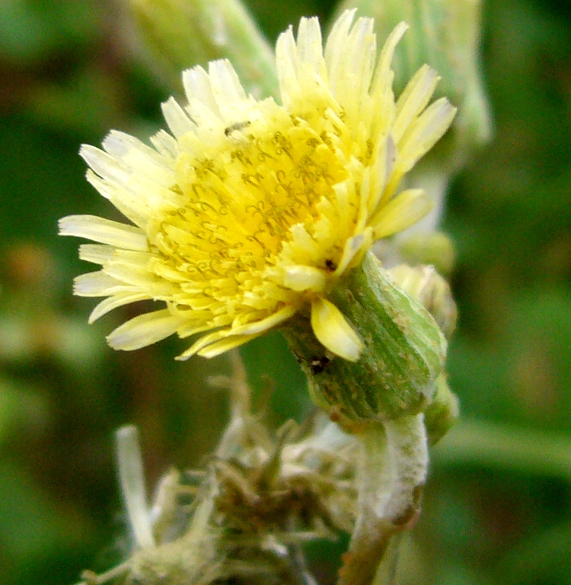 Изображение особи Sonchus oleraceus.