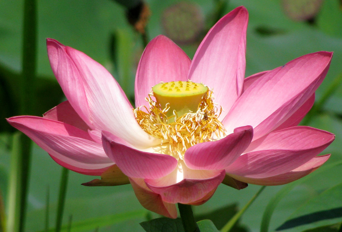 Image of Nelumbo caspica specimen.