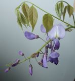 Wisteria sinensis