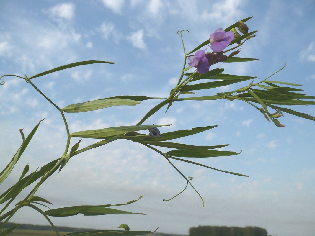 Image of Lathyrus palustris specimen.