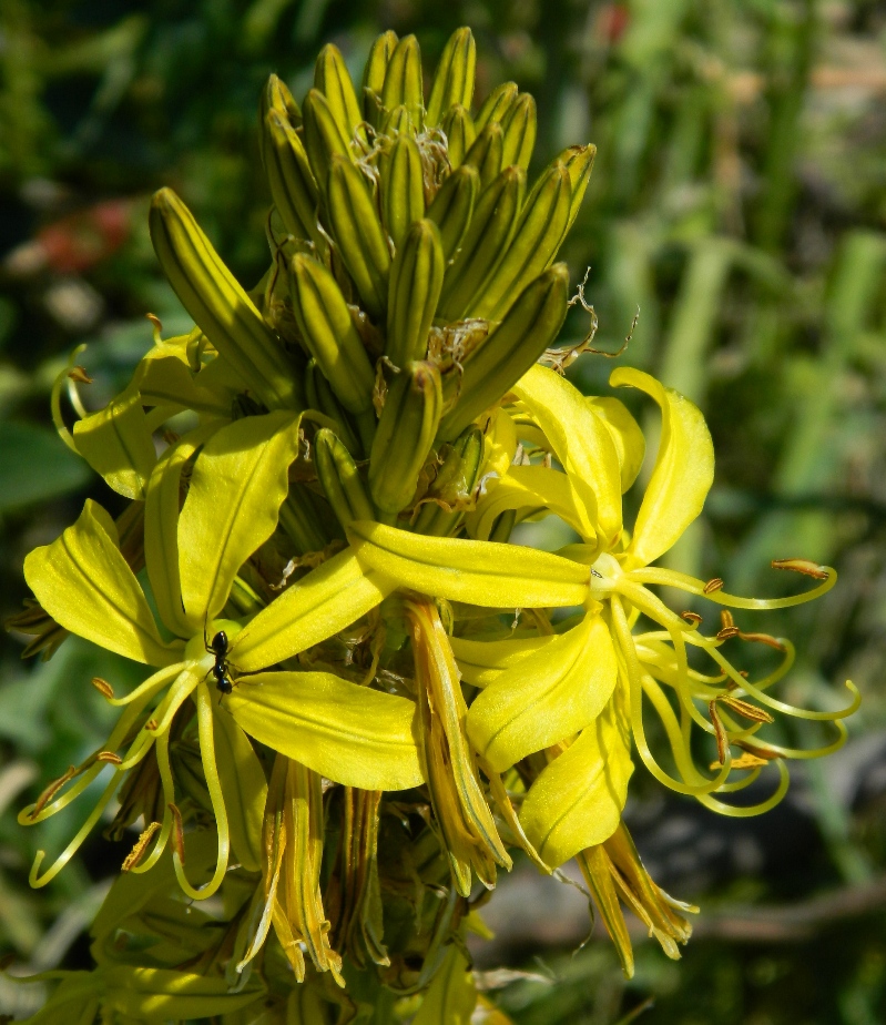 Изображение особи Asphodeline lutea.