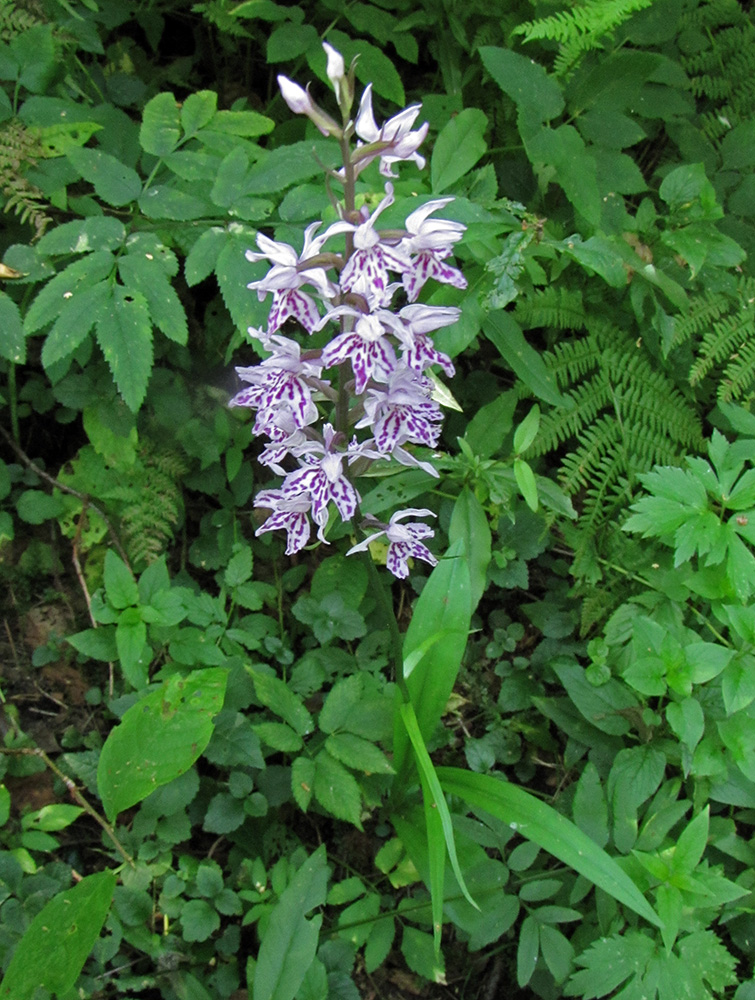 Изображение особи Dactylorhiza fuchsii.