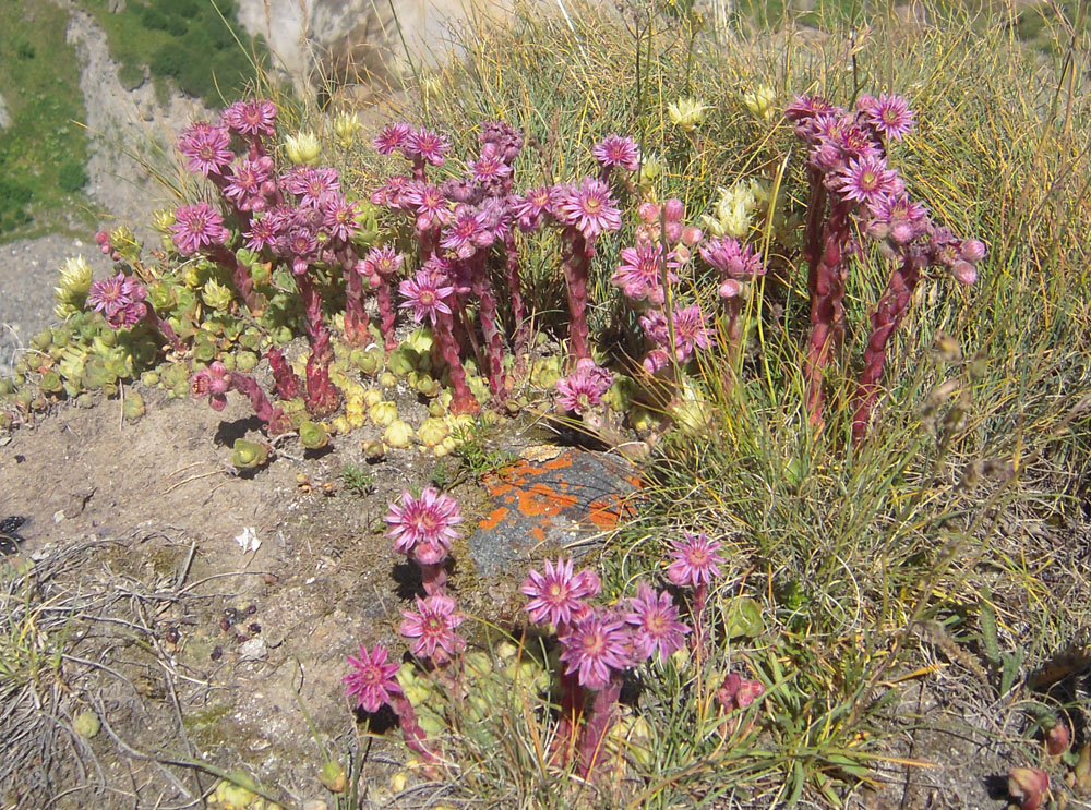 Image of Sempervivum pumilum specimen.