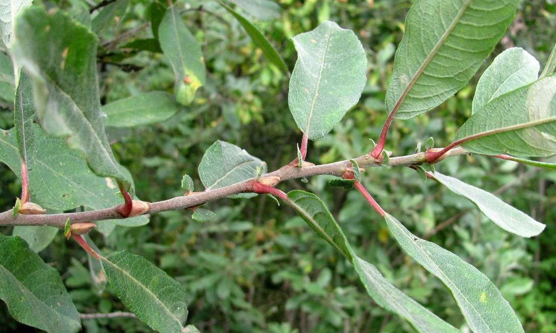 Image of Salix cinerea specimen.