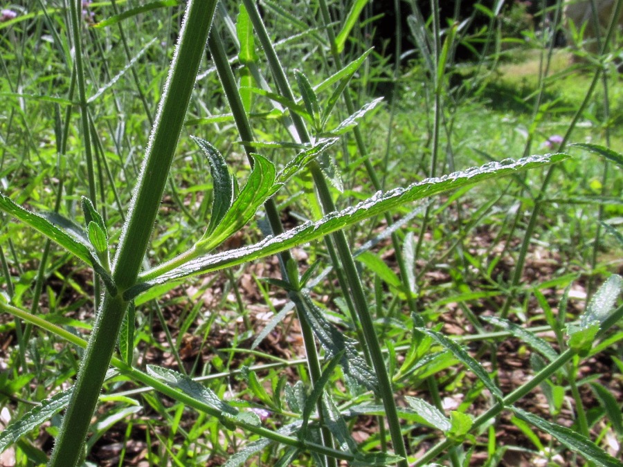 Image of Verbena bonariensis specimen.