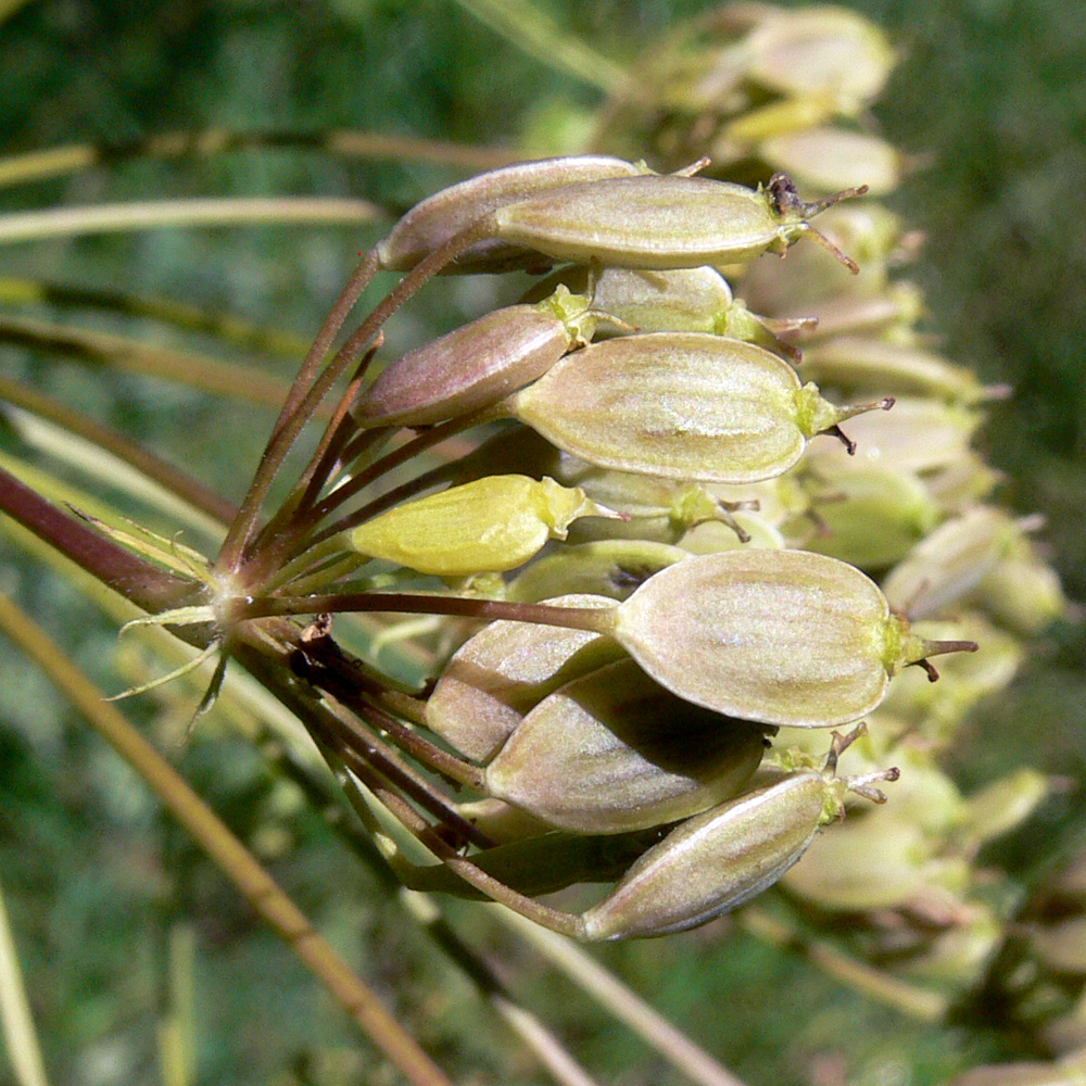 Image of Heracleum sibiricum specimen.