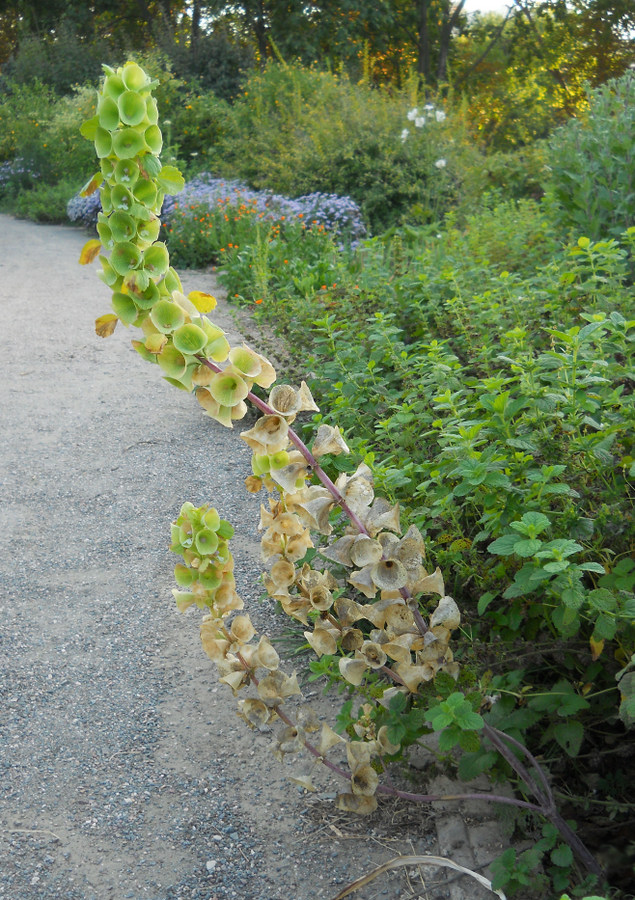 Изображение особи Moluccella laevis.