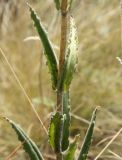 Silene viscosa