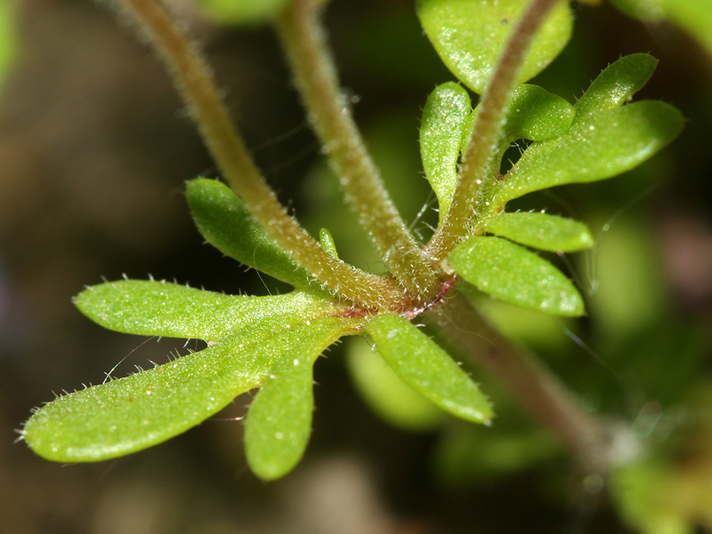 Image of Veronica verna specimen.