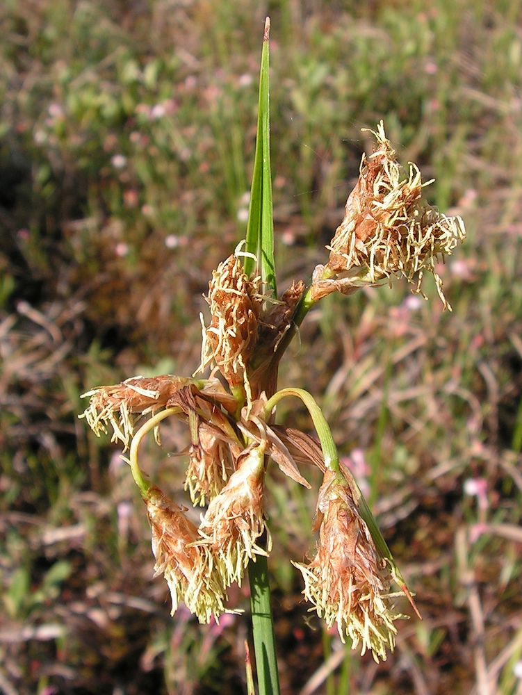 Image of Eriophorum angustifolium specimen.