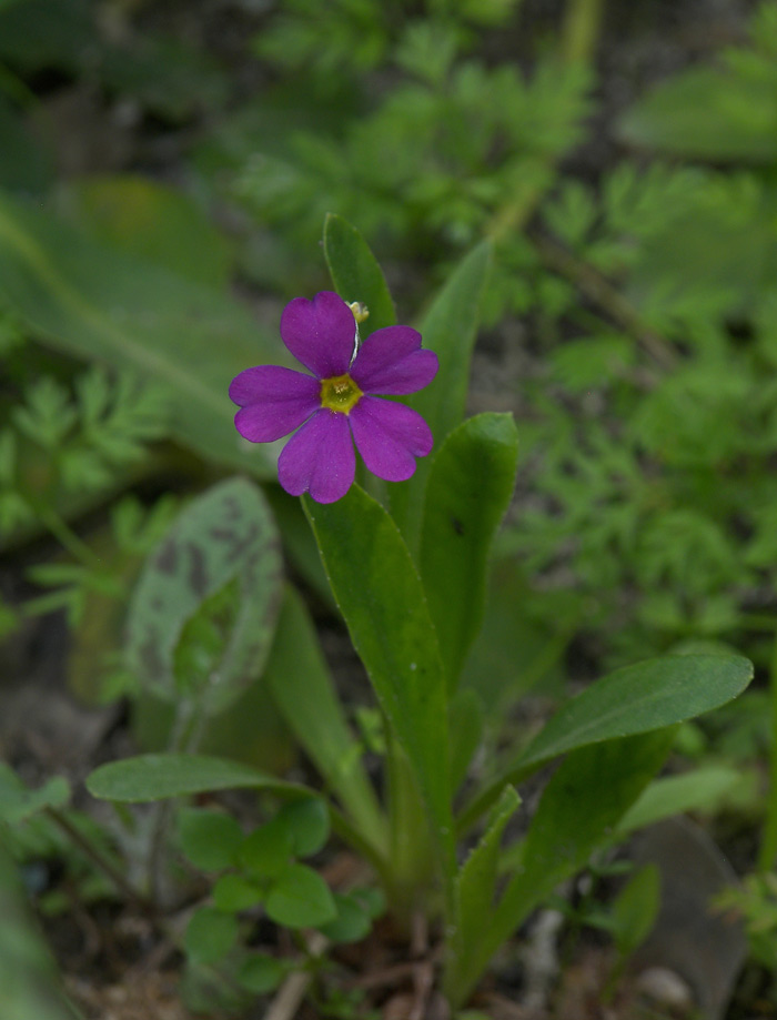 Image of Primula rusbyi specimen.