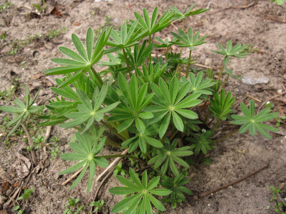 Image of Lupinus polyphyllus specimen.