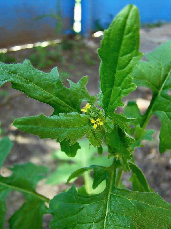 Image of Sisymbrium officinale specimen.