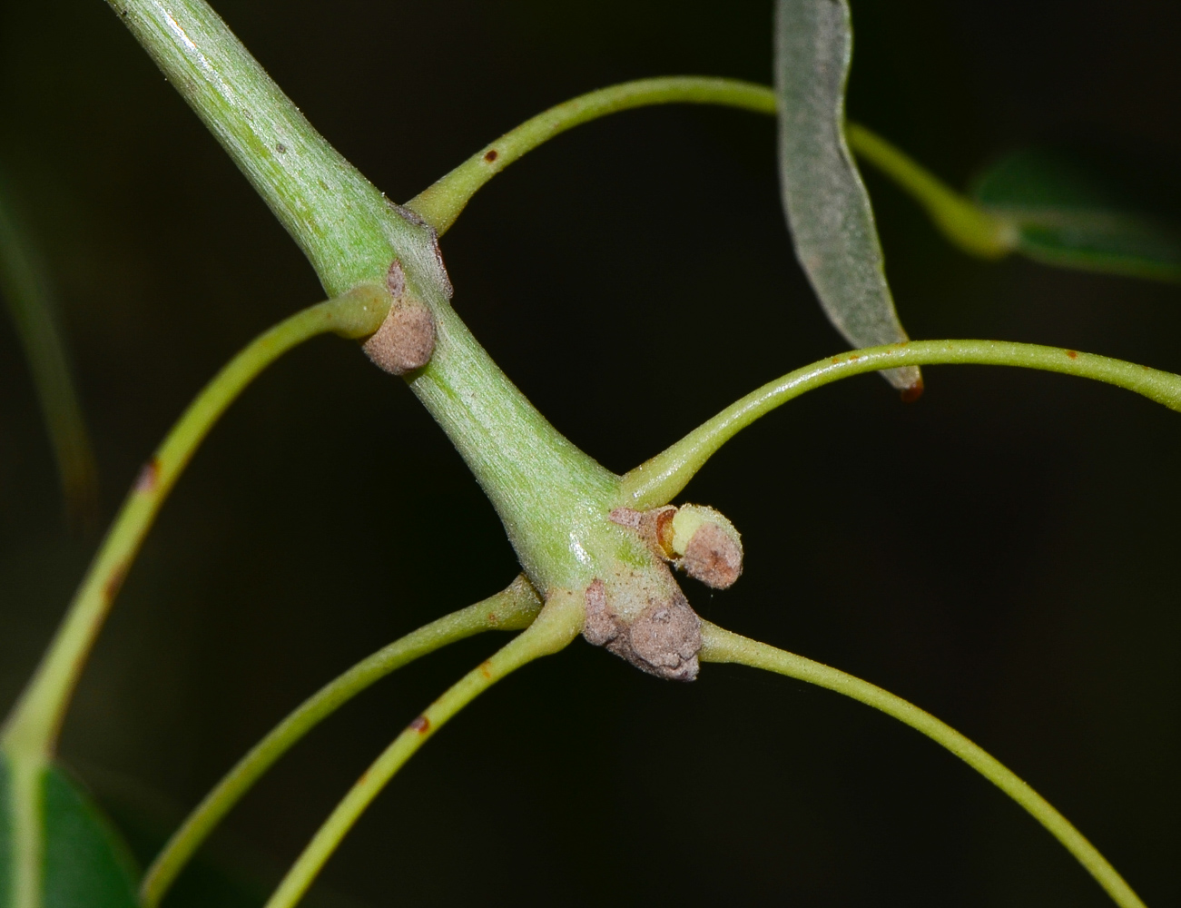 Image of Brachychiton rupestris specimen.