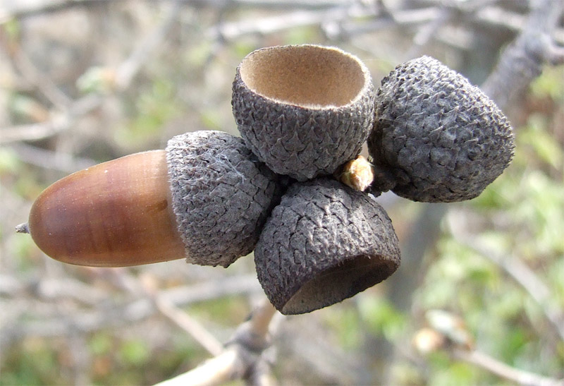 Image of Quercus pubescens specimen.