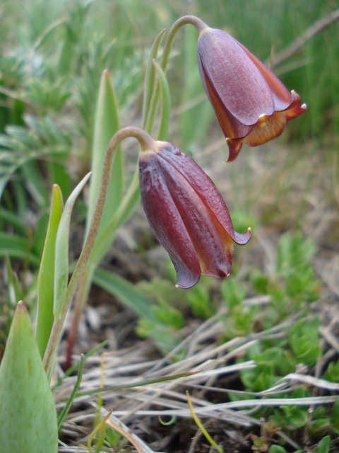 Изображение особи Fritillaria pinardii ssp. hajastanica.