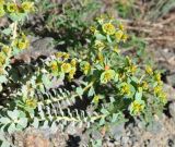 Euphorbia marschalliana. Верхушки побегов с соцветиями. Армения, Вайоц Дзор, ущелье реки Арпа. 03.05.2013.