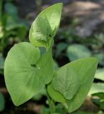 Aristolochia clematitis. Верхушка побега. Германия, г. Krefeld, Ботанический сад. 02.06.2013.