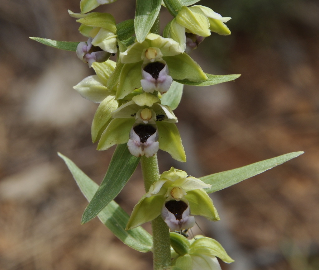 Изображение особи Epipactis helleborine.