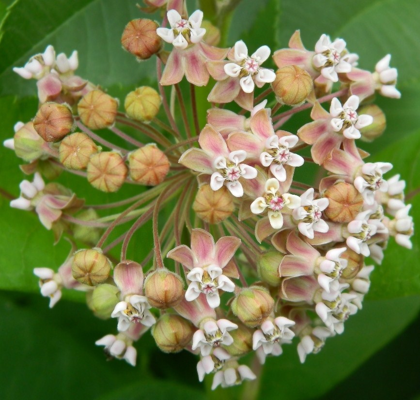 Image of Asclepias syriaca specimen.