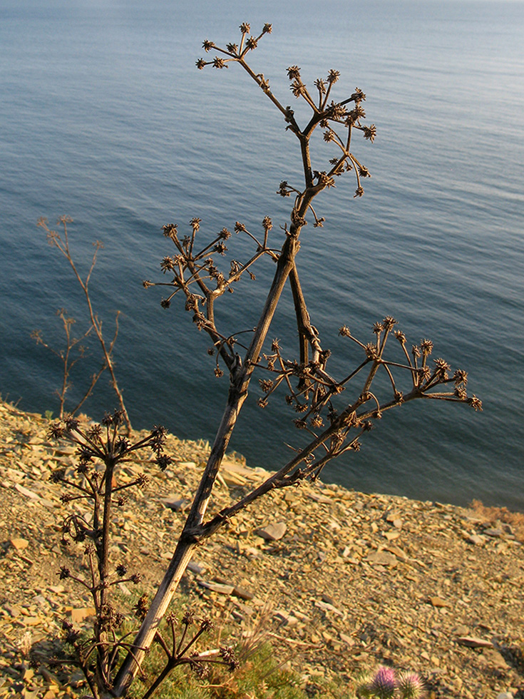 Image of Seseli ponticum specimen.