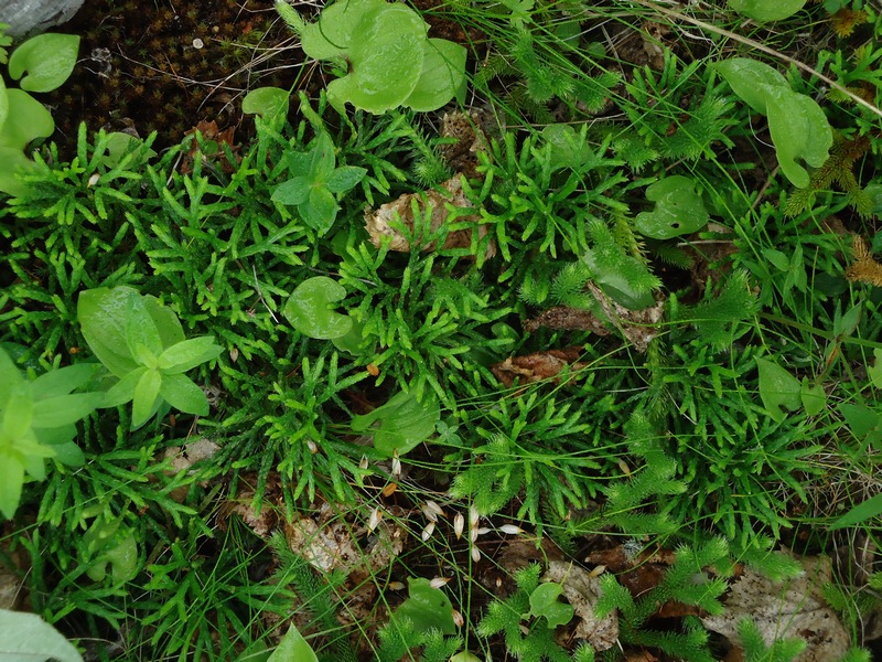 Image of Diphasiastrum complanatum specimen.