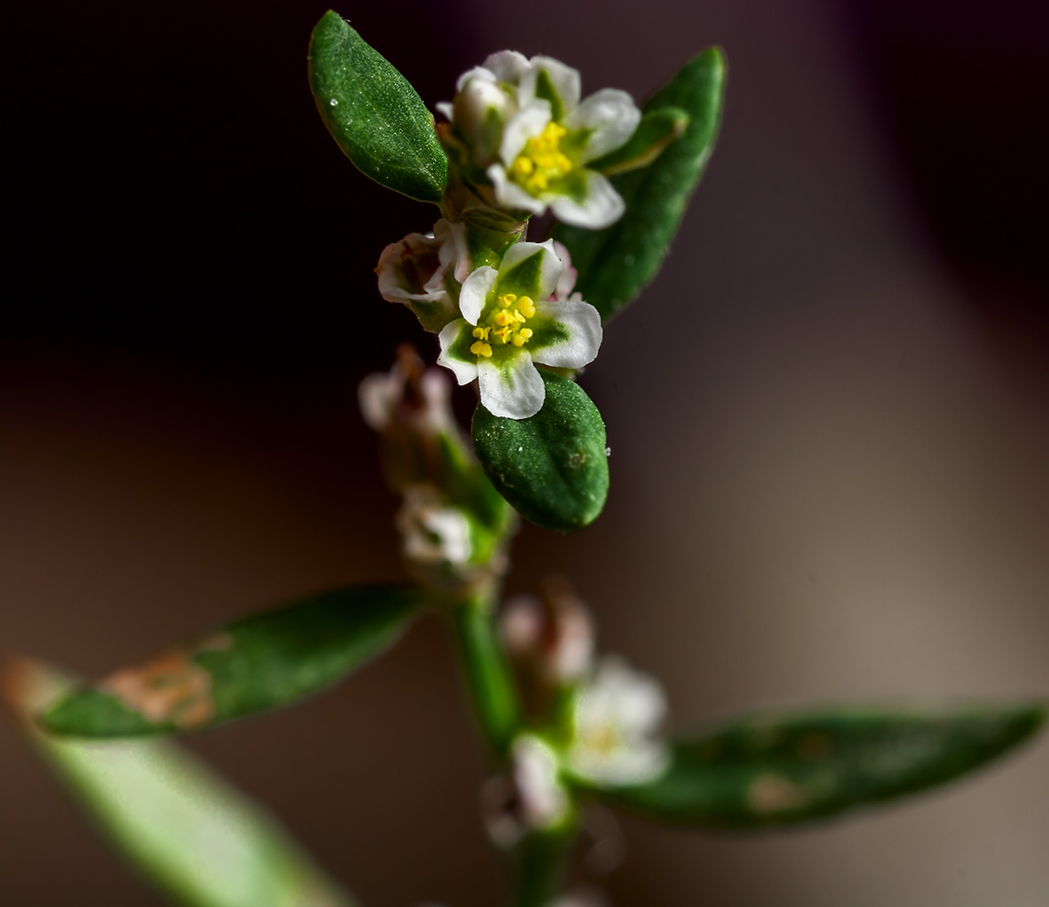 Image of Polygonum aviculare specimen.