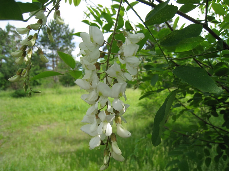 Image of Robinia pseudoacacia specimen.