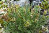 Oxytropis sordida