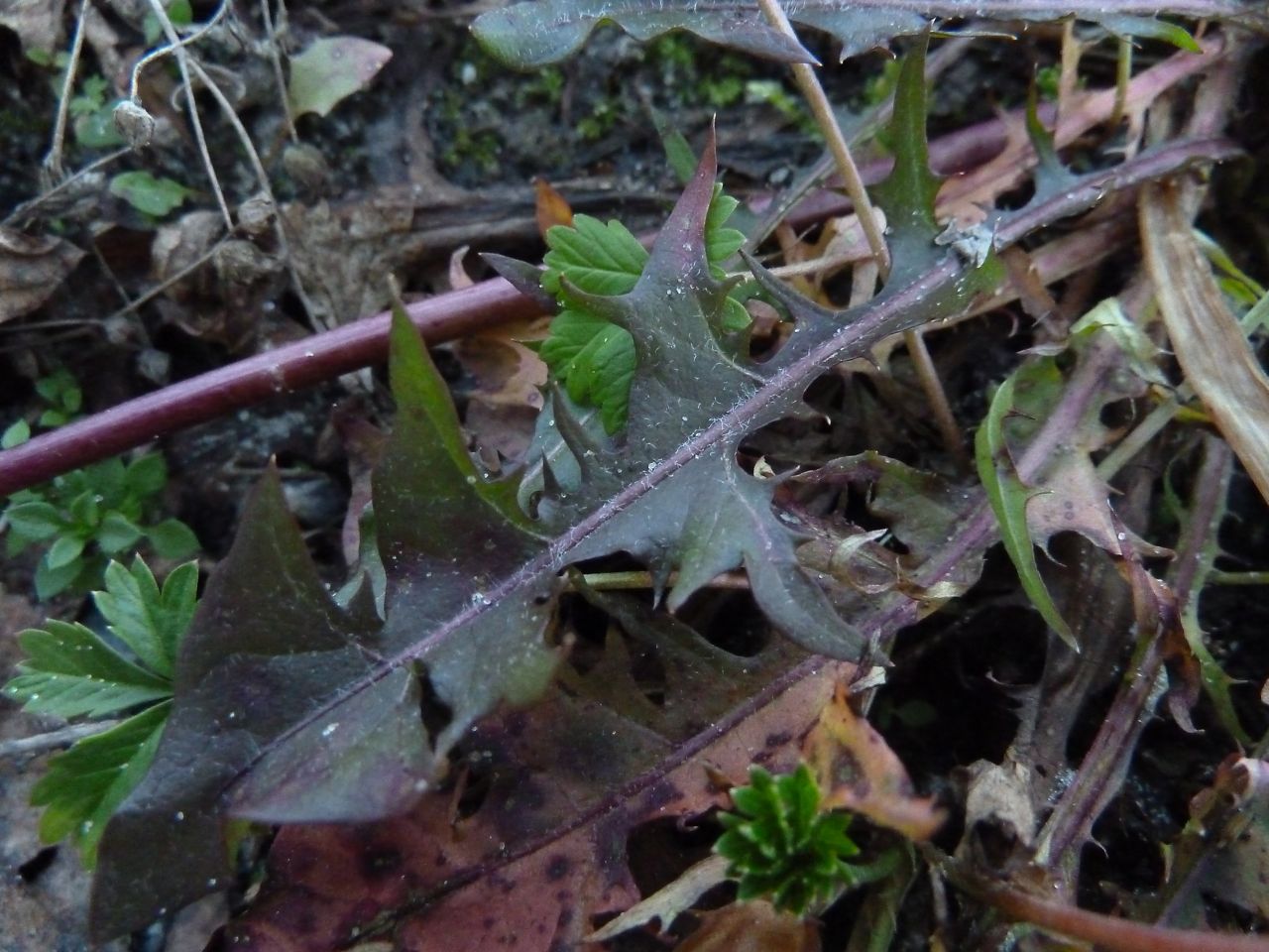 Image of genus Taraxacum specimen.