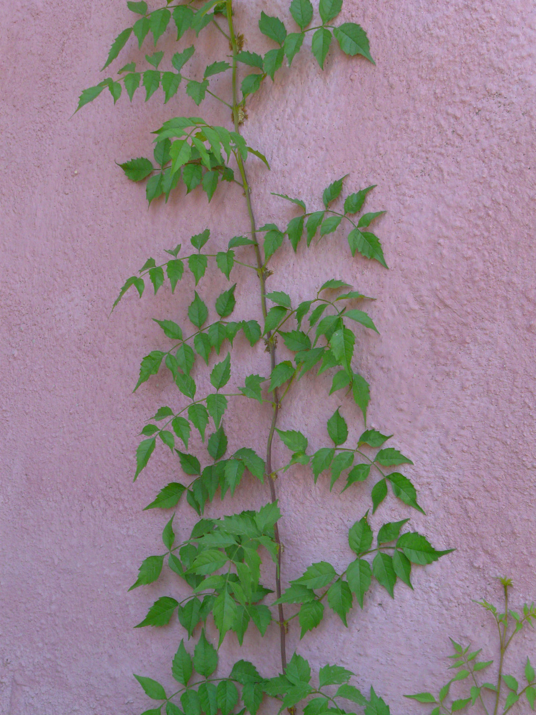 Изображение особи Campsis radicans.