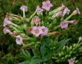 Nicotiana tabacum. Верхняя часть побега с соцветием. Германия, г. Krefeld, Ботанический сад. 20.08.2013.