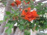 Смотреть изображение Erythrina lysistemon