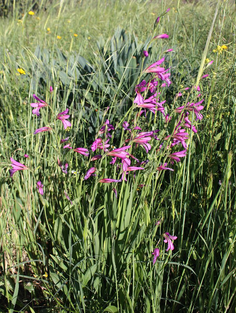 Image of Gladiolus italicus specimen.