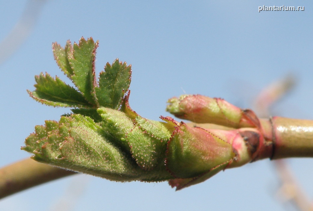 Image of Rosa rubiginosa specimen.