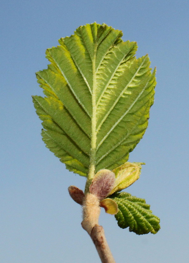 Image of Alnus hirsuta specimen.