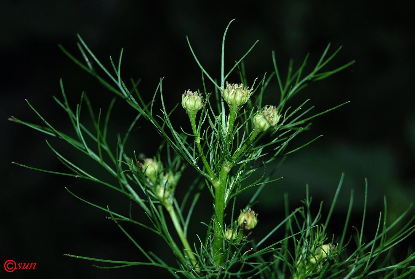 Image of Tripleurospermum inodorum specimen.