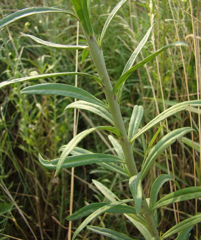 Image of Linaria vulgaris specimen.