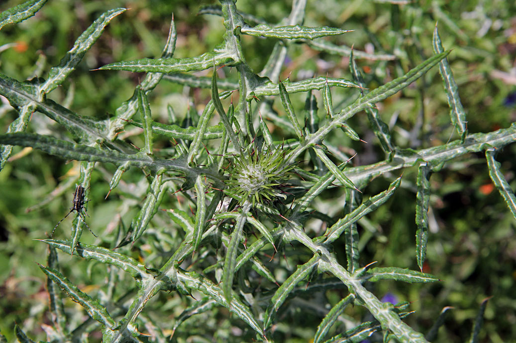 Изображение особи Galactites tomentosus.