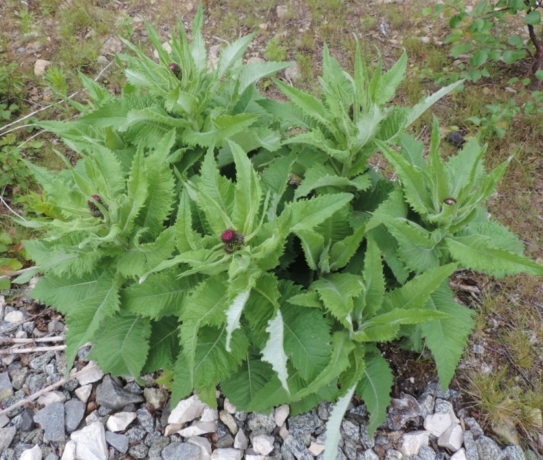 Изображение особи Cirsium helenioides.