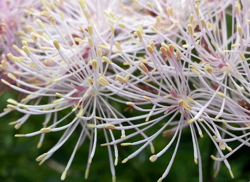 Изображение особи Thalictrum aquilegiifolium.