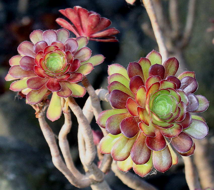 Изображение особи Aeonium arboreum var. atropurpureum.